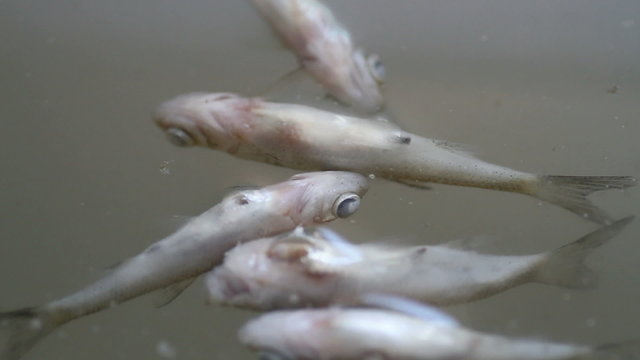 rotten fish on the surface of the water
