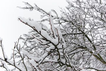 snow and ice on branches plums