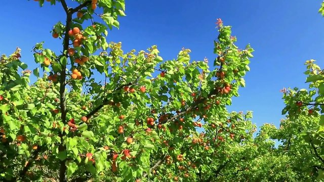 Abricotiers charg&eacute;s de fruits