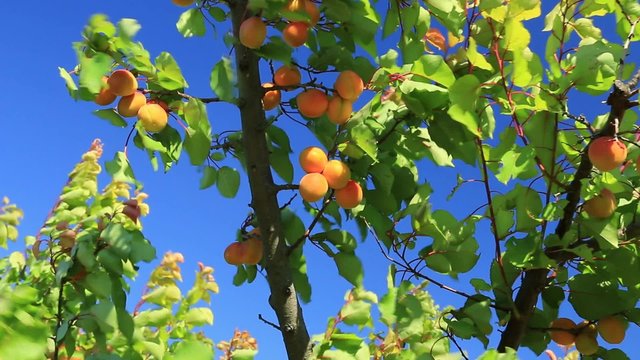 Abricots dans le vent