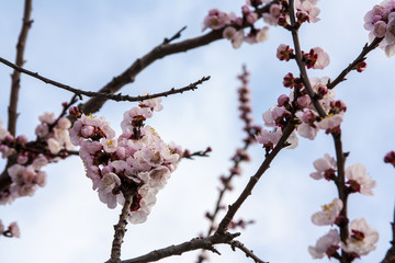 Flower apricot tree