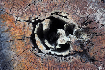 cross section of old stump background.