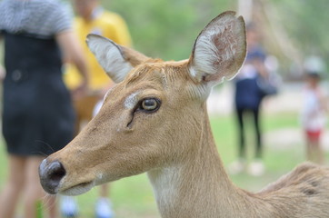 The deer looking for some food