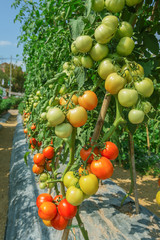 tomato cultivation  in field agriculture