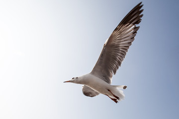 Seagulls flying in the sky