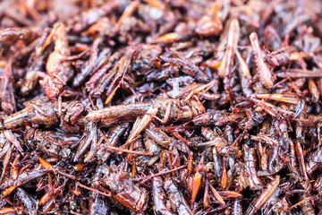 Fried grasshoppers