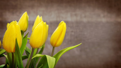  Yellow tulip bouquet  isolated .