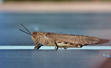 Grasshopper