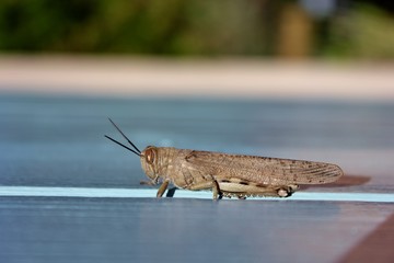 Grasshopper
