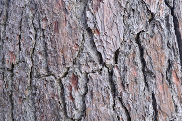 Obraz premium Aged Pine Tree Texture