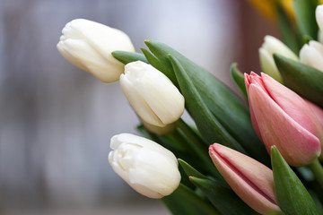 tulip`s bouquet