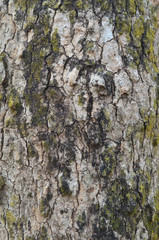 Green Lichen On The Tree