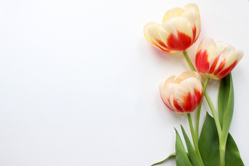 Tulips Mockup. Post blog social media.