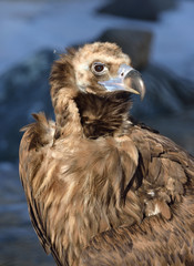 Cinereous vulture (Aegypius monachus) is large raptorial bird that is distributed through much of Eurasia. It is also known as black vulture, monk vulture, or Eurasian black vulture