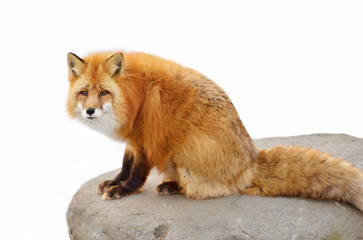 Red fox (Vulpes vulpes) on rock