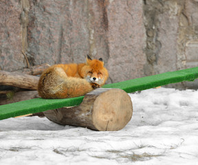 Red fox (Vulpes vulpes)  on swing