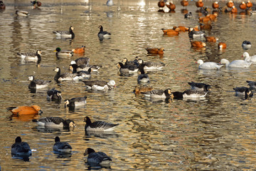 Pond with water birds