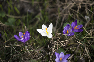 White and violete snowdrop