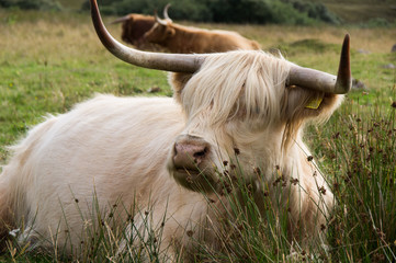 Kalb Highland Cattle © Andreas Gruhl
