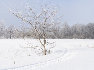 Fototapeta na wymiar Lonely tree in frost and snow on the trail