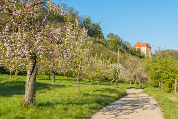 Streuobstwiese und Schloss Goseck im Burgenlandkreis, Sachsen-Anhalt