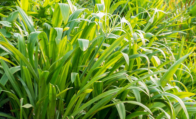 green plant in garden