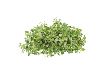 thyme plant on white background