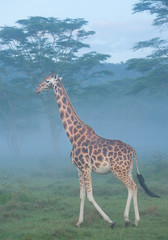 Giraffe standing in front of accacia trees in foggy morning, Kenya, Africa