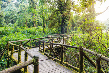 Fototapeta na wymiar Moss around the wooden walkway in rain forest with sun through, bridge in to the jungle , doi inthanon national park in chiang mai province, Thailand