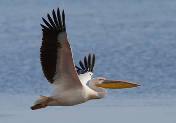 Fototapeta na wymiar White pelican in flight with clean blue background, Kenya, Africa