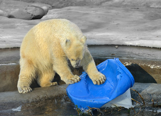 Young polar bear plays with blue bucket