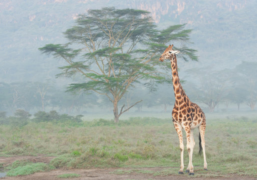 Giraffe standing in front of accacia trees in foggy morning, Kenya, Africa