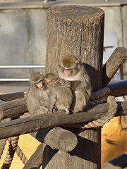 Japanese macaque — Macaca fuscata
