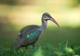 Hadeda ibis in the grass, with clean green background, Kenya, Africa