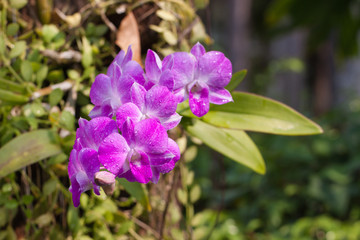 orchid