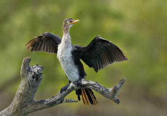 African anhingha drying its wings on dead tree, with clean background, Kenya, Africa