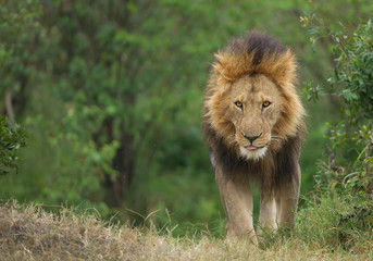 Naklejka na ściany i meble Male lion walking towards phographer, Kenya, Africa