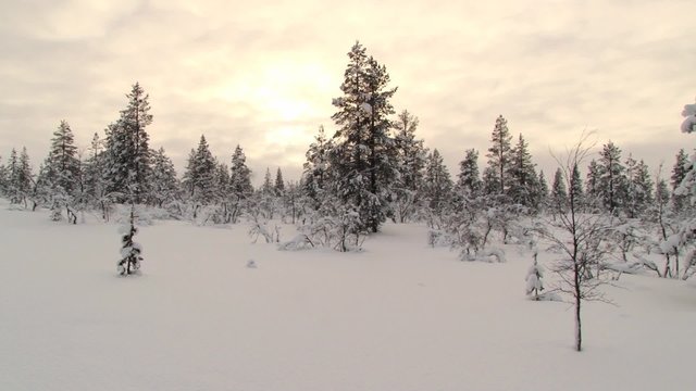 View to the forest covered with snow at arctic sunset in winter in Saariselka, Finland.