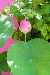 Pink lotus on green nature background