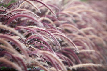 reeds grass