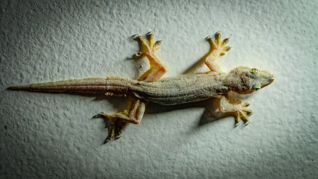 Yellow colored gecko sitting on a white wall in the middle of a white spot