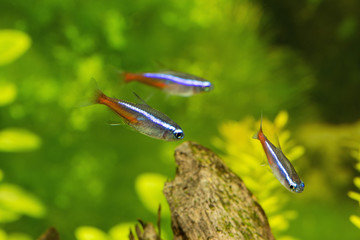 Neon Tetras