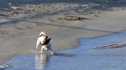 Small dog at the water's edge on a sandy beach