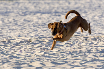Dog running on a sandy beach