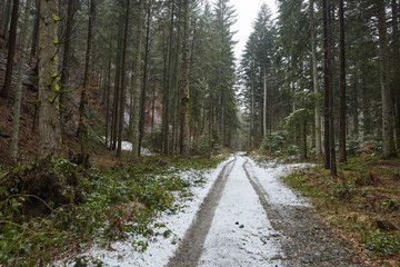Road through the forest