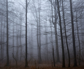 Fototapeta na wymiar Spooky forest and mist