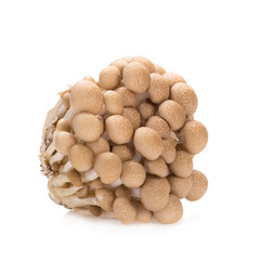 Fototapeta na wymiar shimeji mushrooms brown varieties on white background
