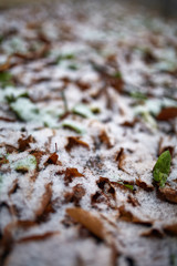 Leaves powdered with snow