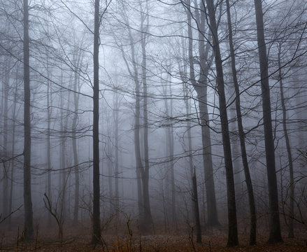 Fototapeta Spooky forest and mist
