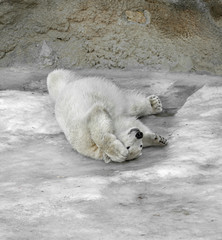 Young polar bear rolls on ice